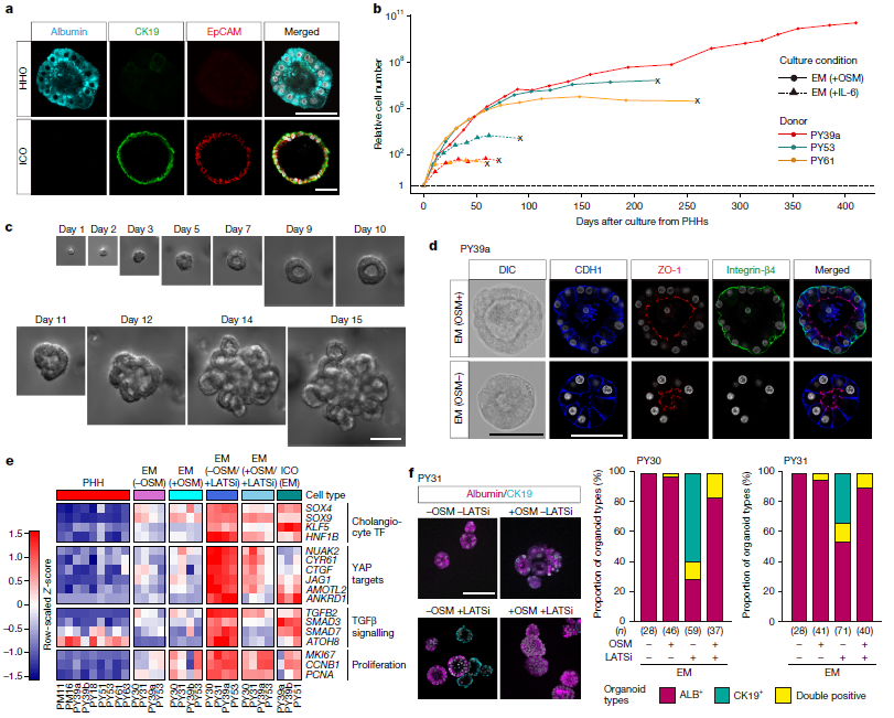 图 1 利用特定因子实现人类成体肝细胞类器官的扩增