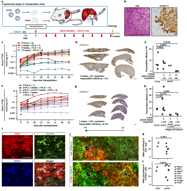 图 2 人类肝细胞类器官(HHOs)对小鼠肝脏的重新填充