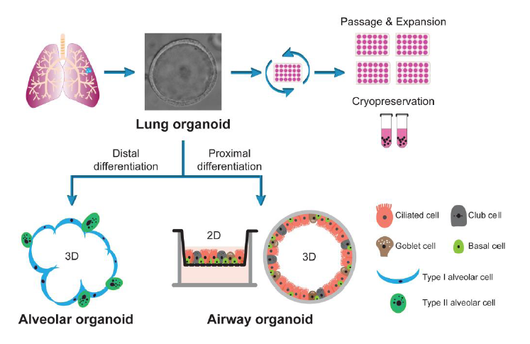 图1 试验示意图