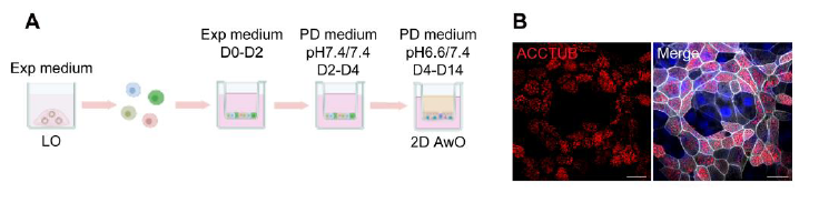 图 3 优化的二维气道类器官的生成