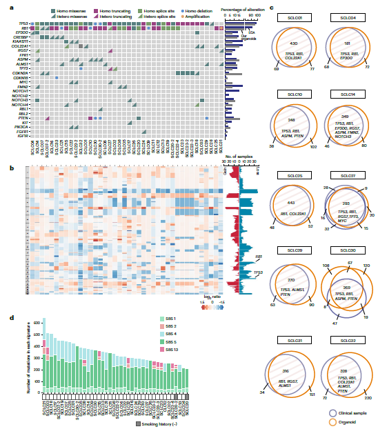 图 2 小细胞肺癌(SCLC)类器官的基因改变