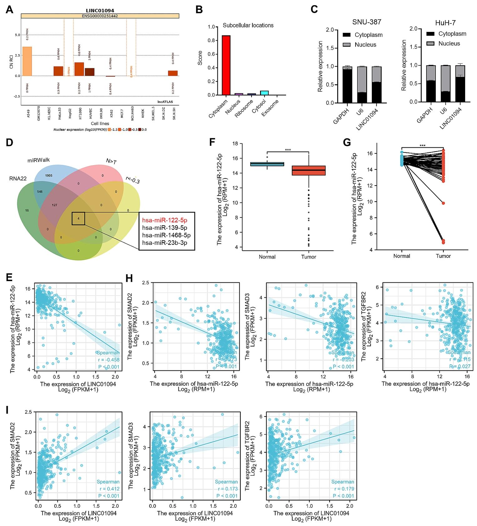 图4：LINC01094 在细胞质中竞争性结合 miR-122-5p