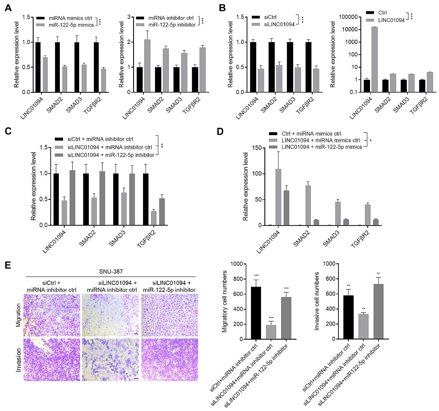 图5：LINC01094 通过 miR-122-5p/TGFBR2–SMAD2–SMAD3 轴调控 EMT