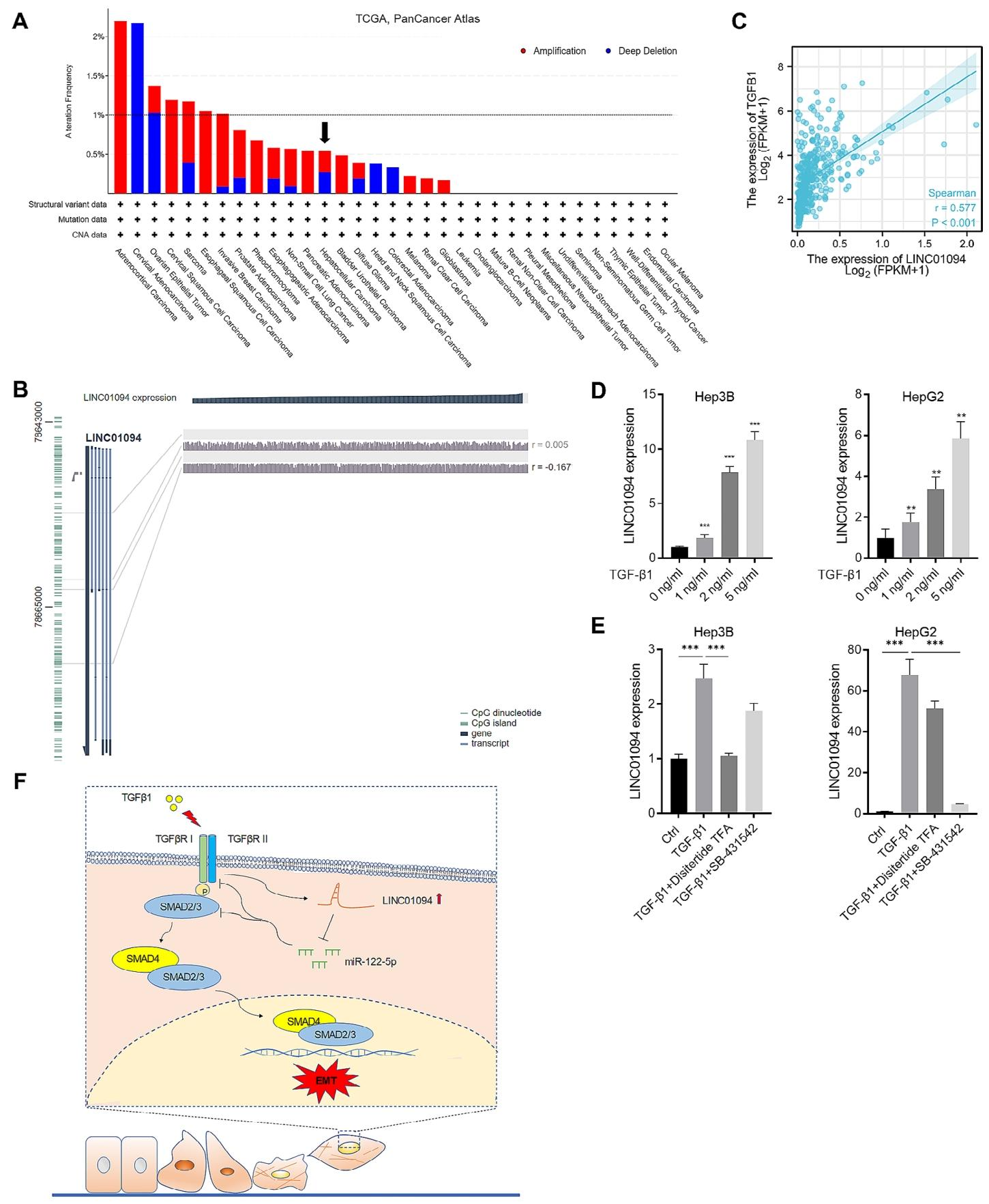 图6：TGF-β1 剂量依赖性诱导 LINC01094 表达