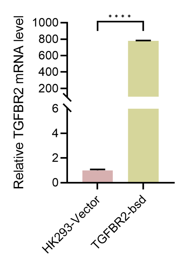 HEK293-TGFBR2细胞QPCR检测图