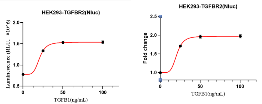 HEK293-TGFBR2细胞TGFB1激活验证实验图