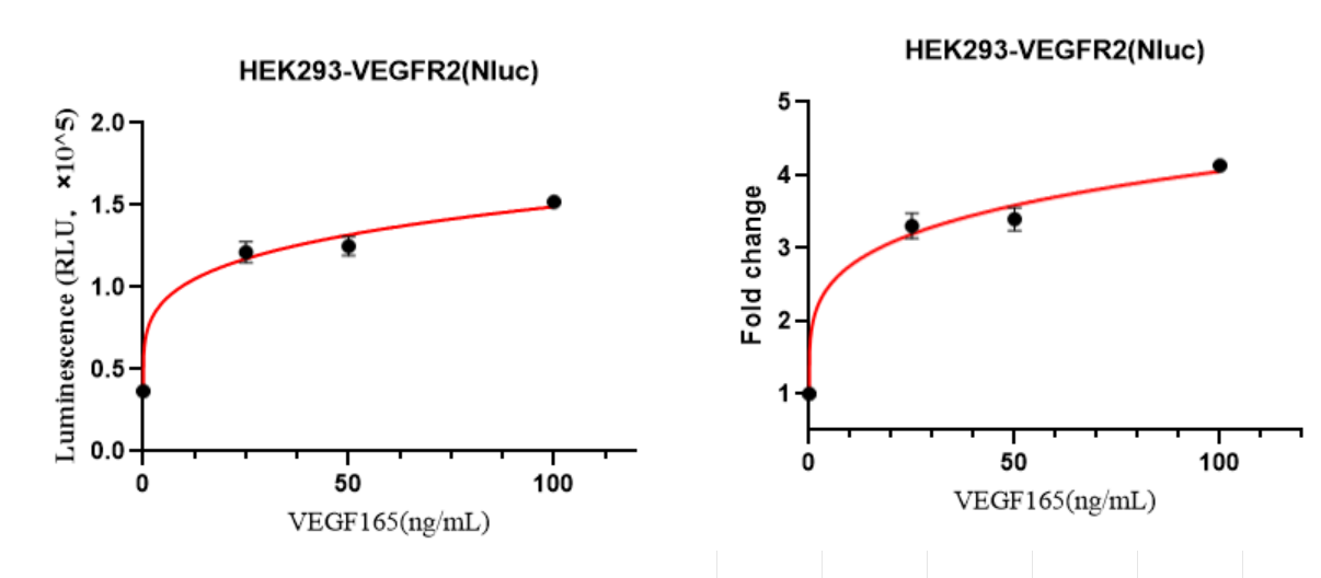 HEK293-VEGFR2(Nluc)细胞VEGF165激活验证实验图