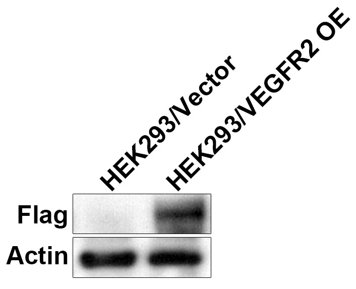 HEK293-VEGFR2(Nluc)细胞WB检测图