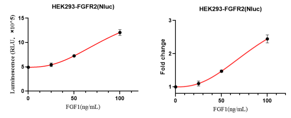 HEK293-FGFR2(Nluc)细胞FGF1激活验证实验图