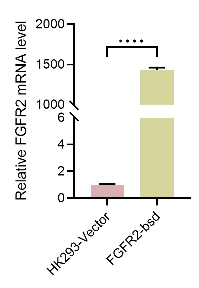 HEK293-FGFR2(Nluc)细胞QPCR检测图