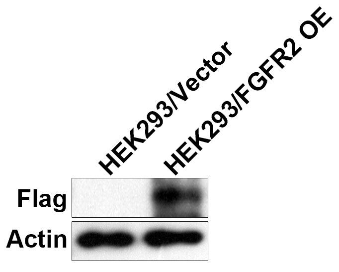 HEK293-FGFR2(Nluc)细胞WB检测图