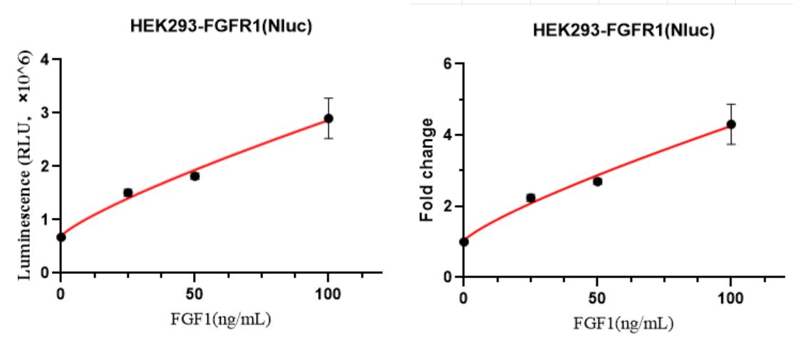 HEK293-FGFR1(Nluc)细胞FGF1激活验证实验图