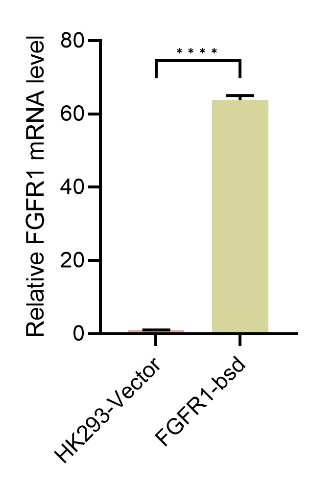 HEK293-FGFR1(Nluc)细胞QPCR检测图