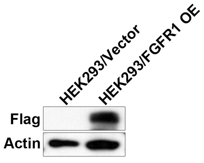 HEK293-FGFR1(Nluc)细胞WB检测图