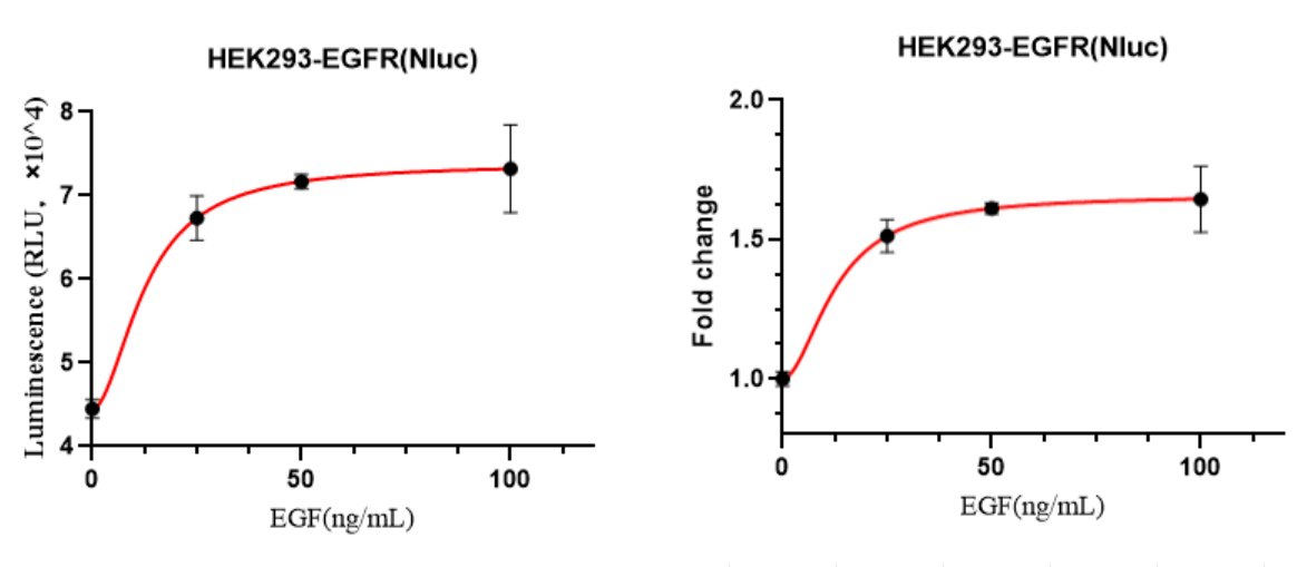 HEK293-EGFR(Nluc)细胞EGF激活验证实验图