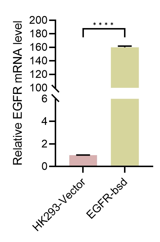 HEK293-EGFR(Nluc)细胞QPCR检测图