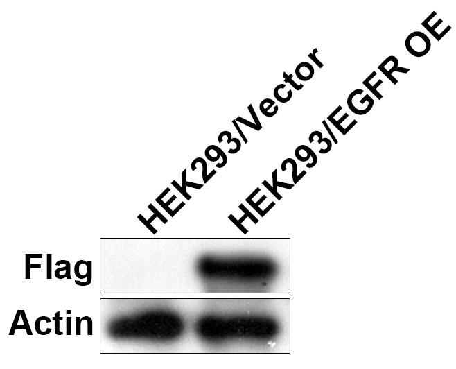 HEK293-EGFR(Nluc)细胞WB检测图