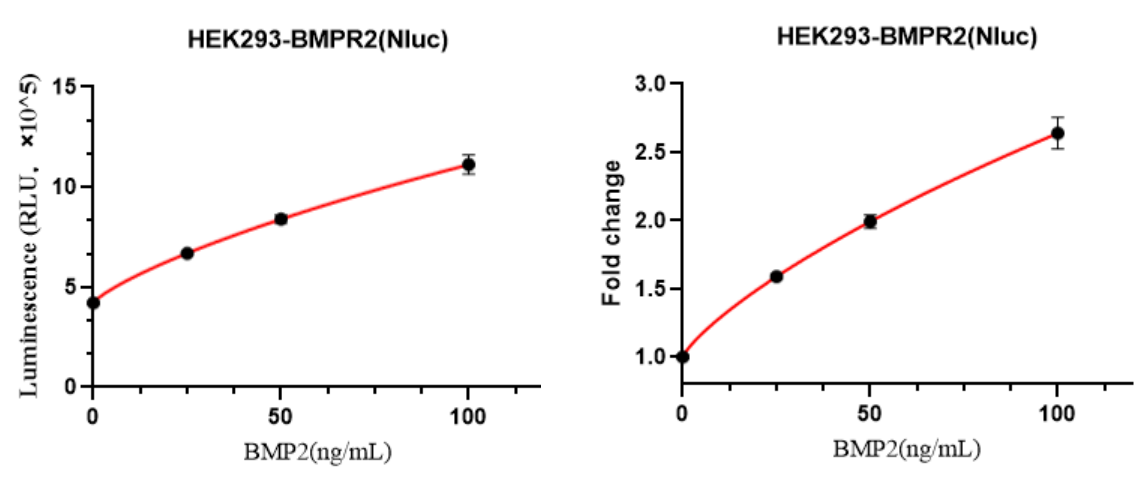 HEK293-BMPR2(Nluc)细胞BMP2激活验证实验图