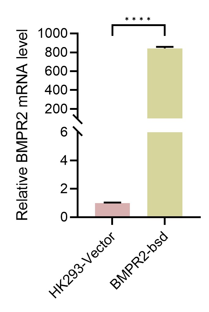 HEK293-BMPR2(Nluc)细胞QPCR检测图