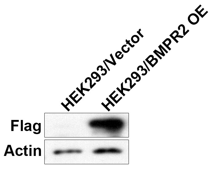 HEK293-BMPR2(Nluc)细胞WB检测图