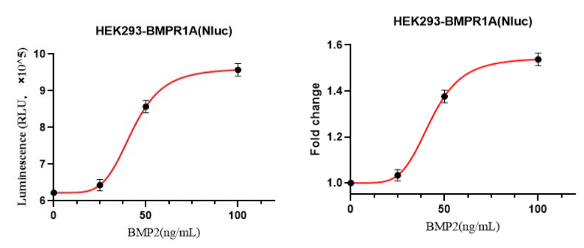 HEK293-BMPR1A(Nluc)细胞BMP2激活验证实验图