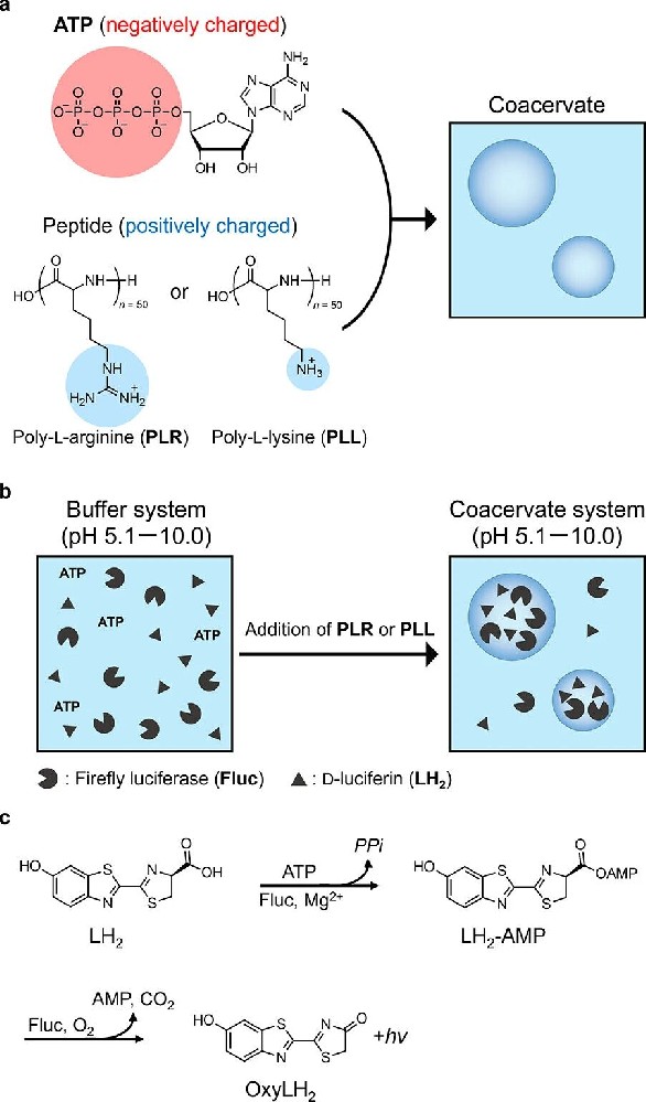 图1：凝聚层与萤火虫 BL 系统示意图