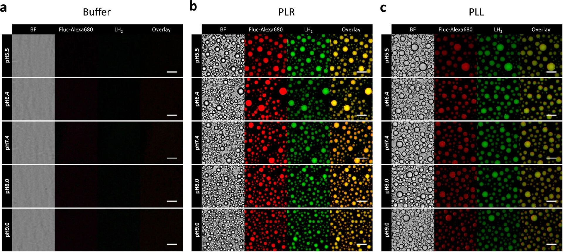 图2：Fluc与LH₂在凝聚层中共定位及浓缩证实