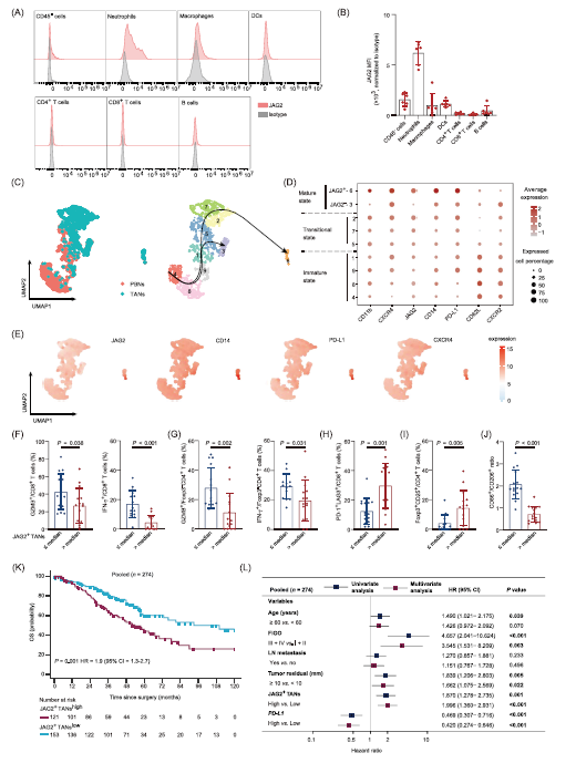 图 1 具有终末分化表型的 JAG2 阳性肿瘤相关中性粒细胞(TANs)可作为高级别浆液性卵巢癌(HGSOC)患者的独立生存预测指标