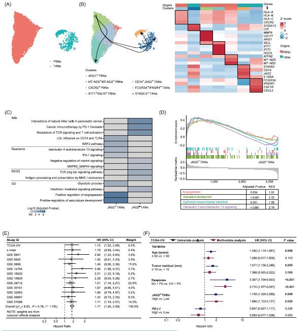 图 2 JAG2 阳性肿瘤相关中性粒细胞(TANs)的分子特征及预后指示价值
