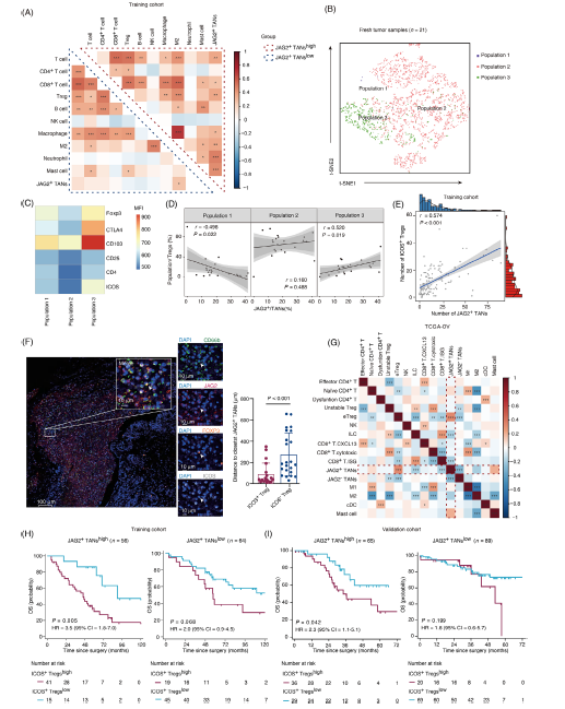 图 3 JAG2 阳性肿瘤相关中性粒细胞(TANs)与高级别浆液性卵巢癌(HGSOC)患者中效应调节性 T 细胞的丰度相关