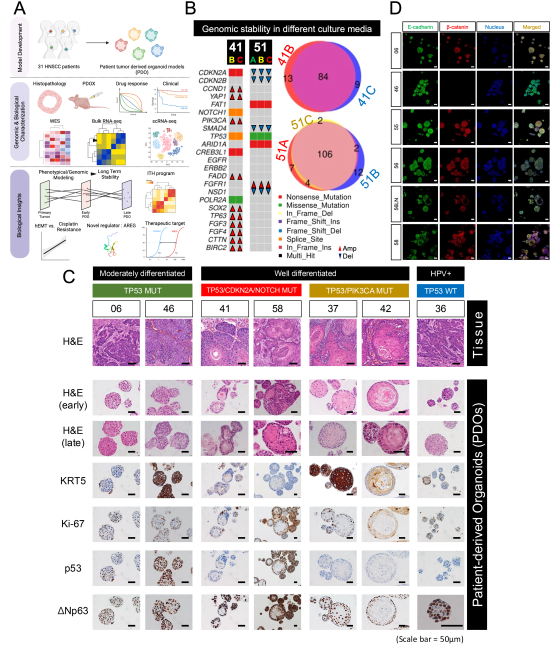 1，类器官模型的建立与特性分析