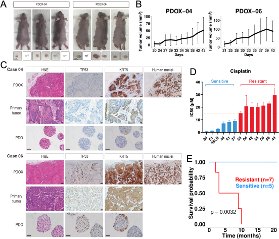 2，类器官的异种移植与药物反应性。