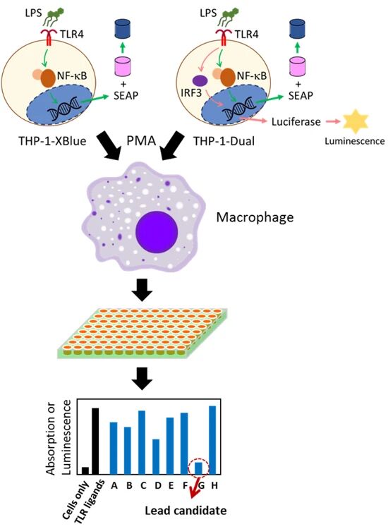 图1:TLR 抑制剂高通量筛选总体实验流程