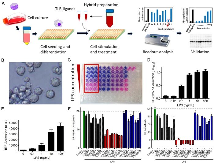 图2:TLR4 纳米抑制剂筛选过程与结果