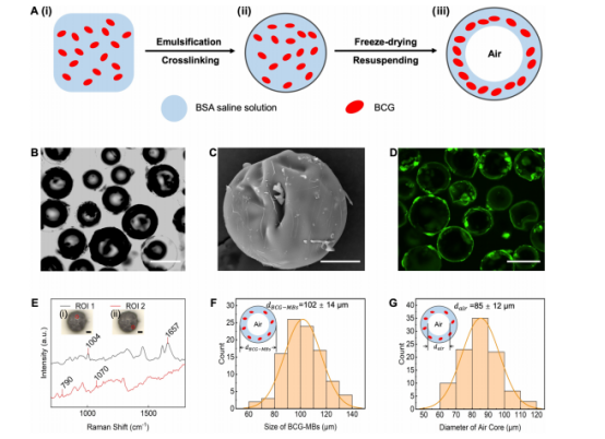 图2：BCG微胶囊的制备与表征