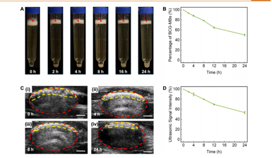 图3：分析BCG-MBs在尿液收集管及SD大鼠膀胱中的漂浮与滞留特性