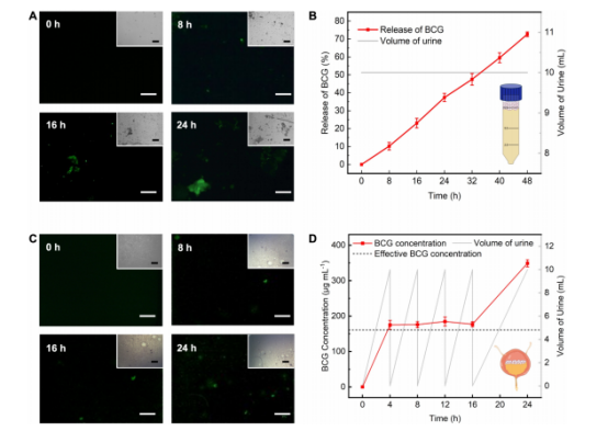 图4：BCG-MBs的长效药物释放特性