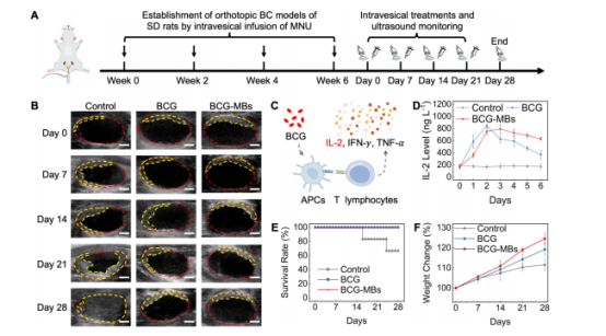 图5：卡介苗纳米颗粒(BCG-MBs)在SD大鼠原位膀胱癌治疗中的体内疗效观察
