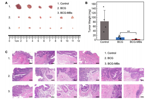 图6：卡介苗-微球(BCG-MBs)在SD大鼠实验结束时的体内治疗效果