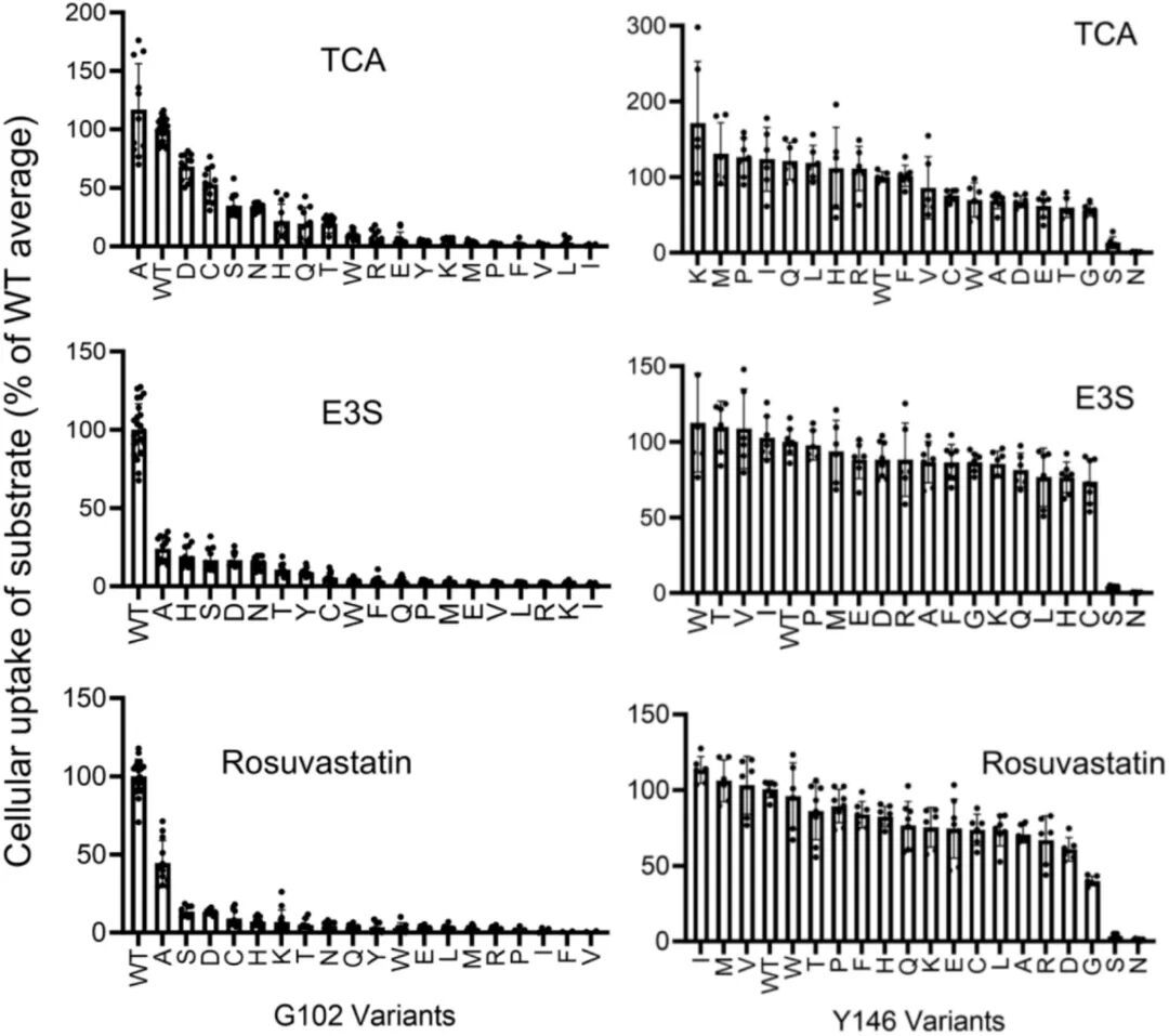 图2:G102X/Y146X的底物摄取活性