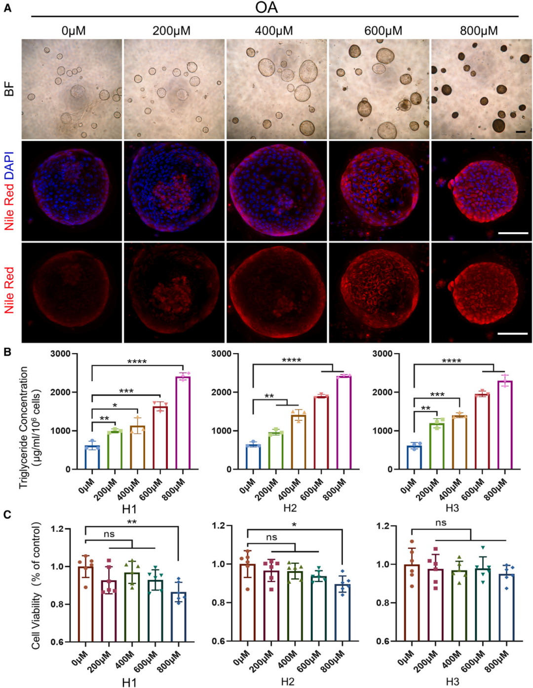 3，梯度OA诱导LOs构建脂肪变性模型。