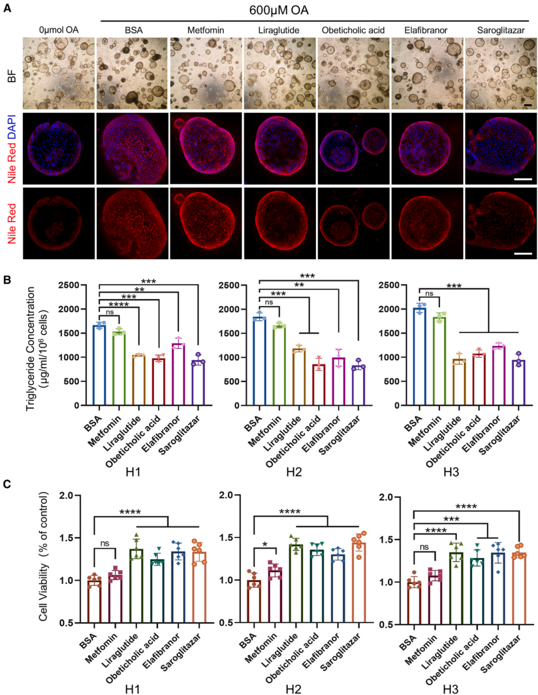 5，LOs脂肪变性模型用于药物筛选。