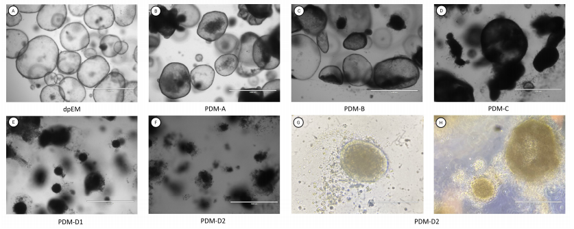 2,犬胰腺类器官形态变化。