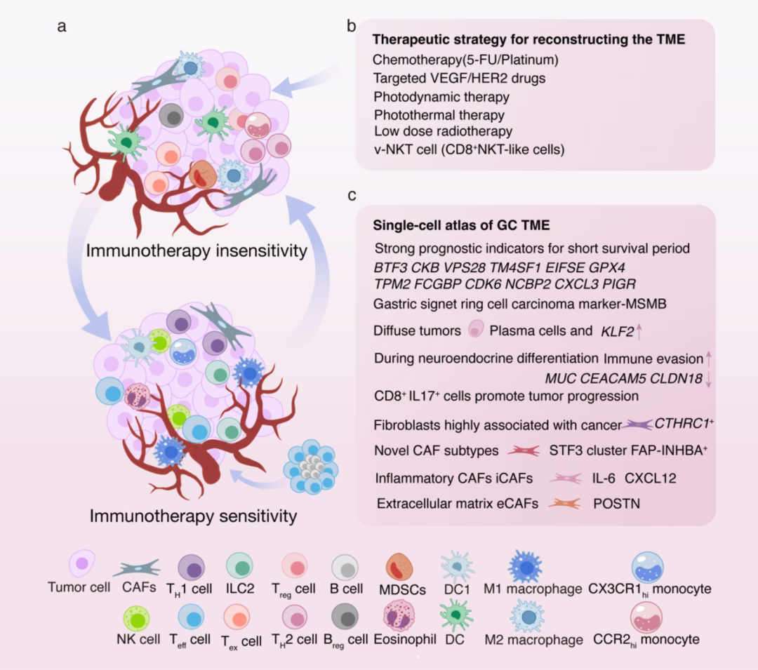 2，类器官在肿瘤免疫逃逸研究中的应用。