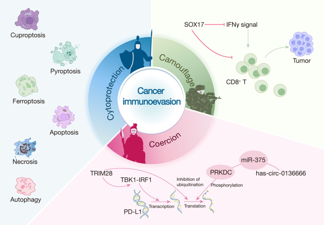 3，胃癌类器官与细胞内细菌的相互作用。