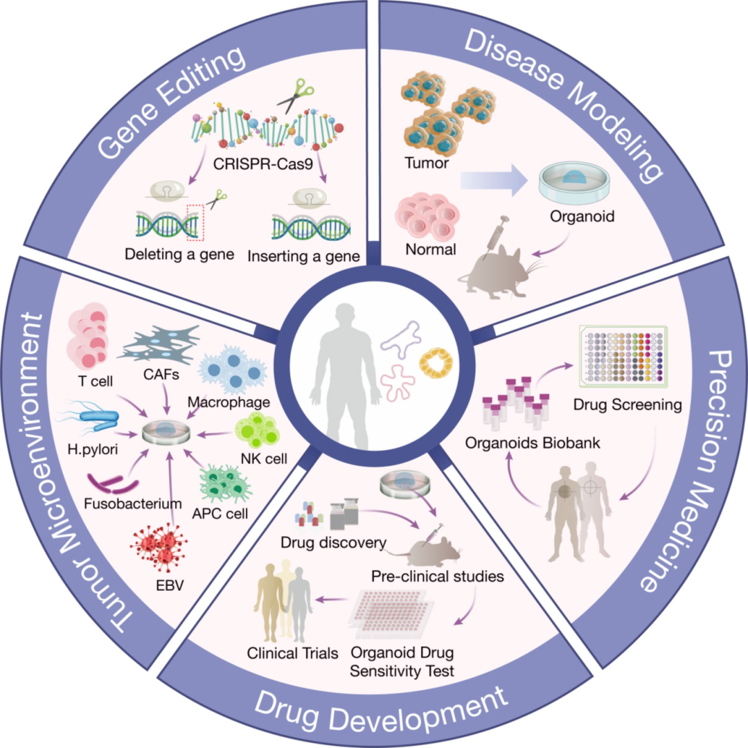 4，胃癌类器官在肿瘤药物开发中的应用。