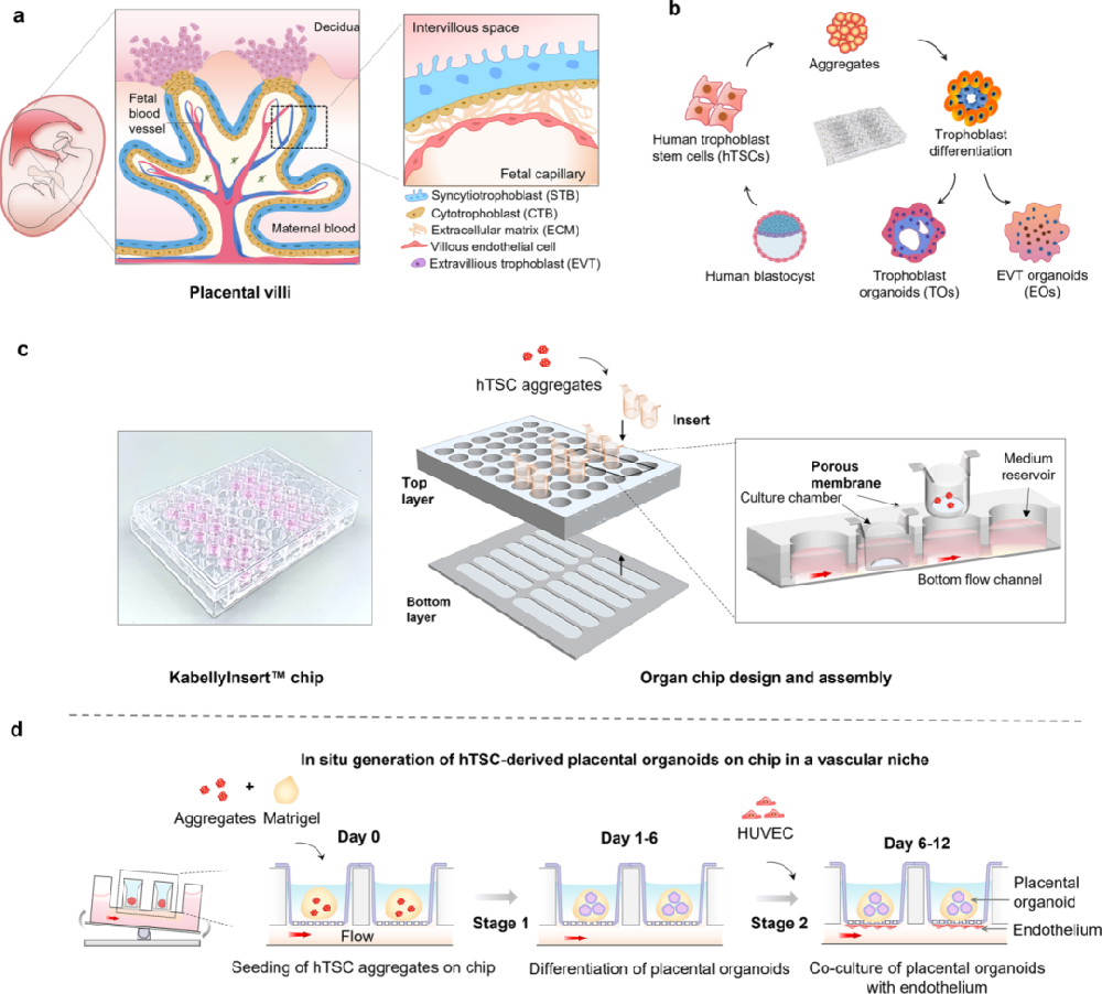 图1展示了胎盘类器官微生理系统(MPS)的设计示意图,包括定制芯片和摇床装置。