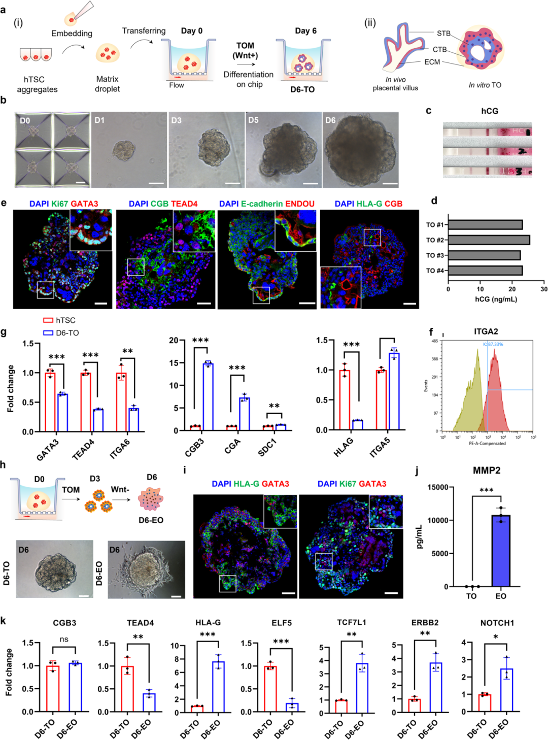 图2展示了从hTSCs直接分化为3D胎盘类器官的过程。
