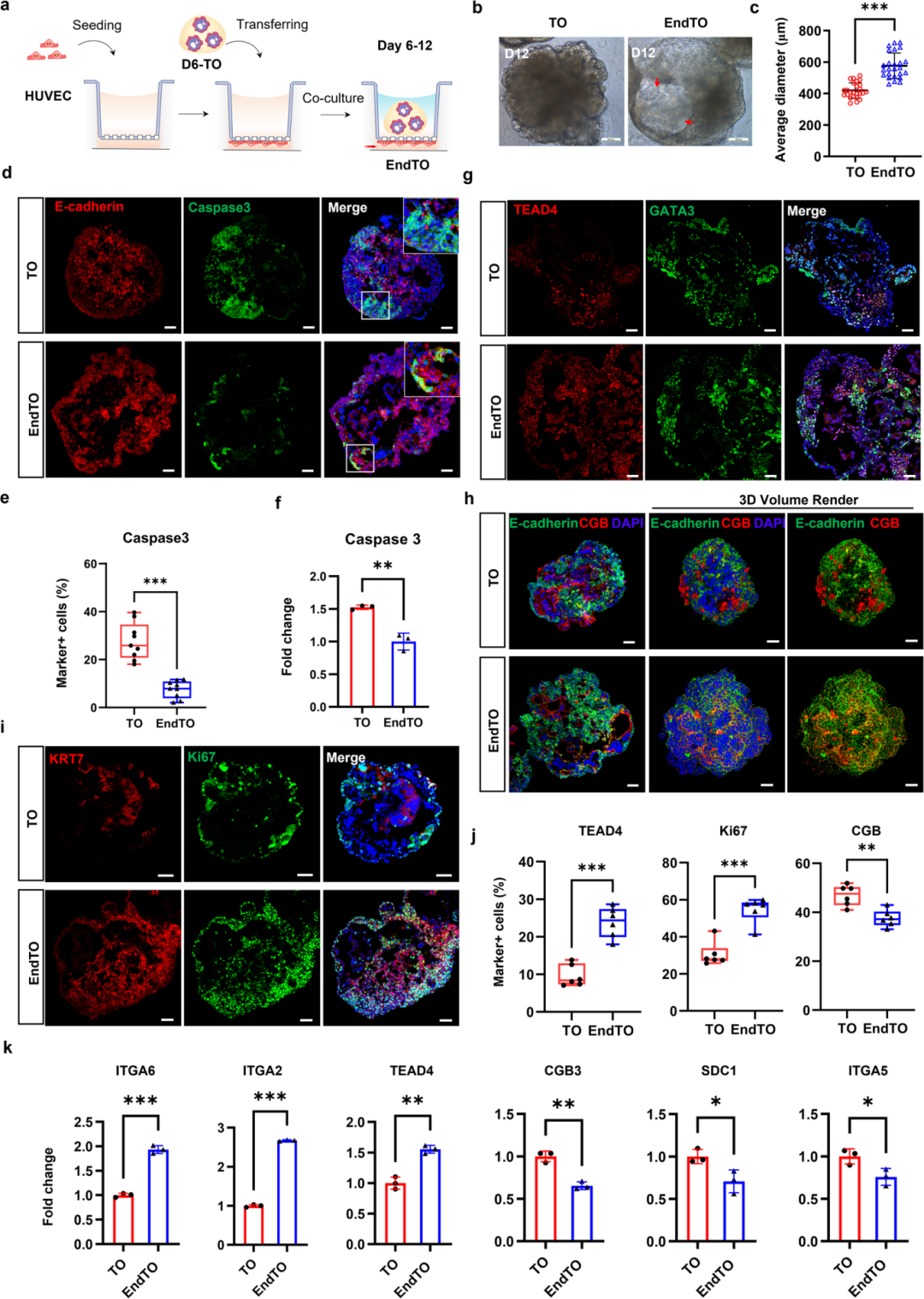 图3展示了在血管生态位下,胎盘类器官与内皮细胞共培养(EndTOs)的结果。