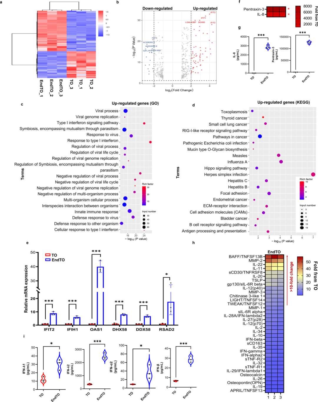 图4通过转录组测序和细胞因子多因子分析,展示了EndTOs与TOs之间的差异。